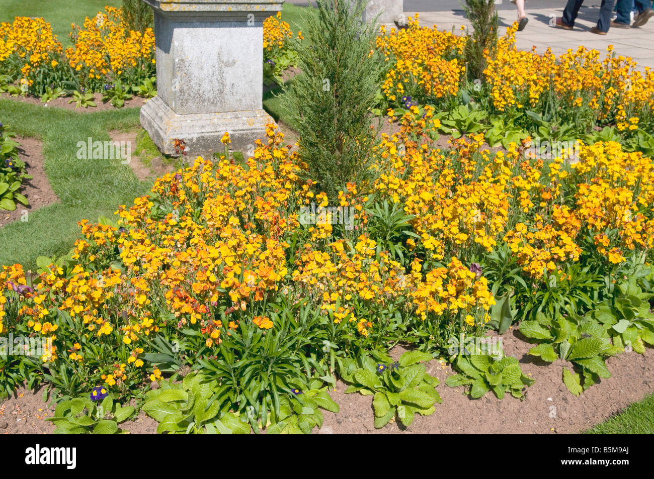Cheiranthus cheiri `Cloth of Gold` Wallflower Stock Photo Alamy